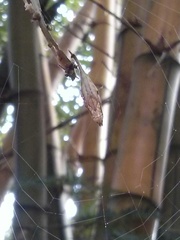 Arachnura