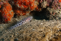 Thorogobius ephippiatus