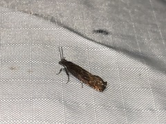 Pseudexentera mali