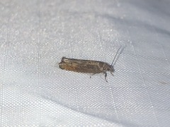 Pseudexentera mali