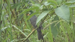 Hypsipetes borbonicus