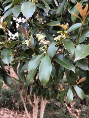 Osmanthus