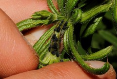 Aphis fabae solanella