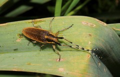 Agapanthia asphodeli