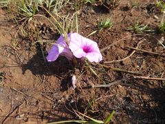 Ipomoea bolusiana