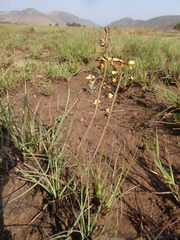 Eulophia tuberculata