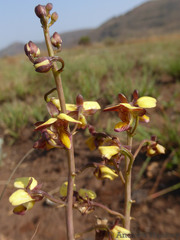 Eulophia tuberculata