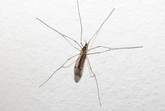 Nephrotoma theowaldi