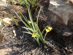Hypoxis argentea