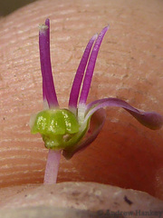 Ledebouria marginata