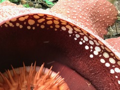 Rafflesia