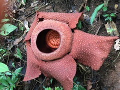 Rafflesia