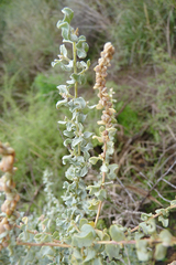 Atriplex undulata