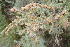Atriplex undulata