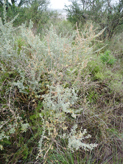 Atriplex undulata