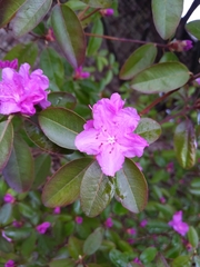 Rhododendron × hybridum