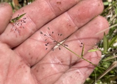 Dichanthelium curtifolium