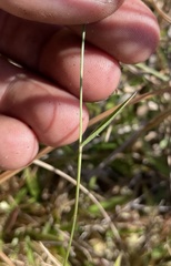 Dichanthelium curtifolium