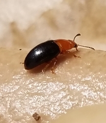 Triplax thoracica