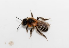 Andrena optata