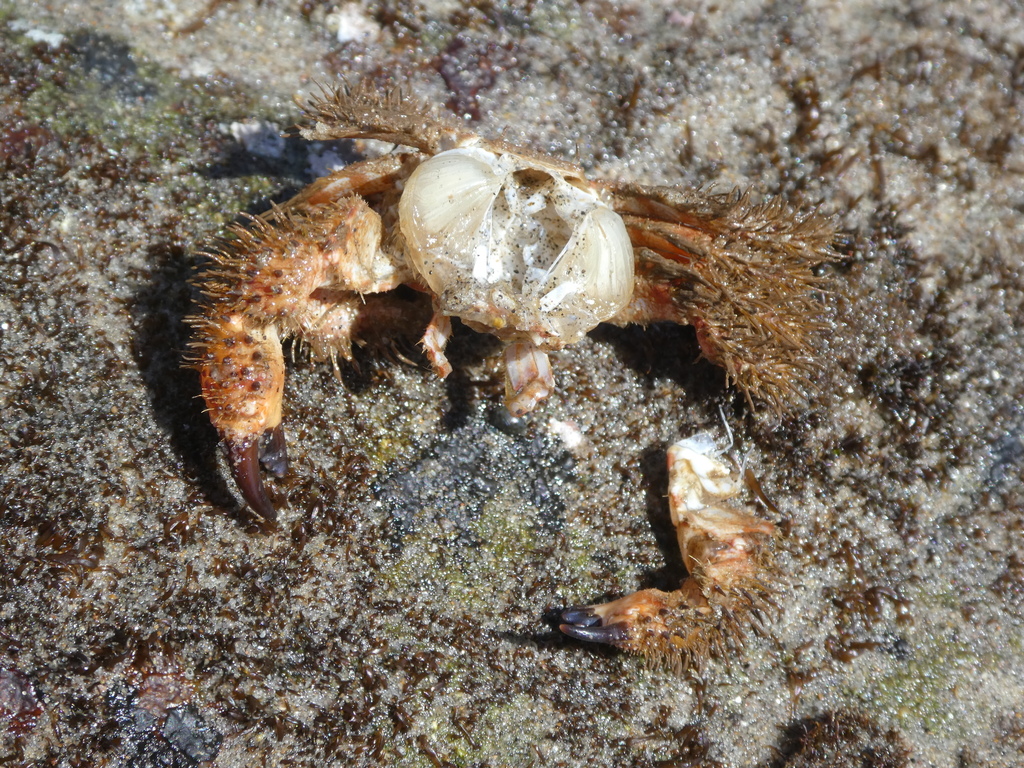 retiring hairy crab