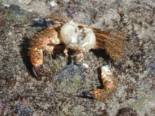 retiring hairy crab