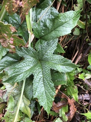 Rubus reflexus hui