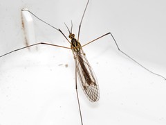 Nephrotoma theowaldi