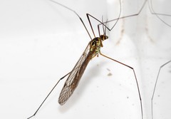 Nephrotoma theowaldi