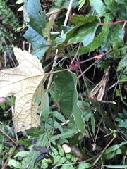Rubus reflexus hui