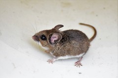Peromyscus keeni