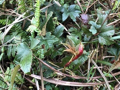 Rubus reflexus hui
