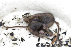 Peromyscus keeni