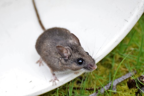 Northwestern Deer Mouse