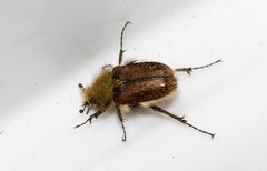 Pygopleurus labaumei