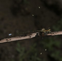 Chlorolestes tessellatus