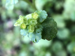 Chrysosplenium japonicum