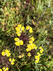 Triphysaria eriantha