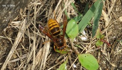 Vespa simillima simillima