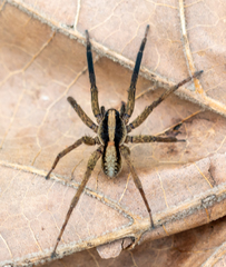 Schizocosa crassipes