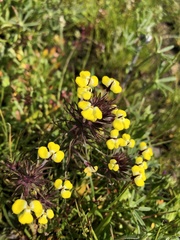 Triphysaria eriantha