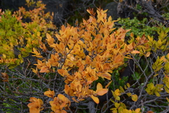 Nothofagus
