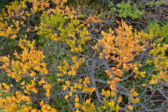 Nothofagus