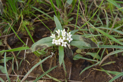 Mitracarpus megapotamicus