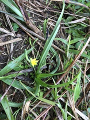 Hypoxis aurea