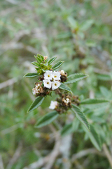 Lippia turbinata