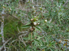 Lippia turbinata