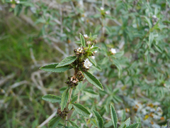 Lippia turbinata
