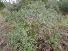 Lippia turbinata