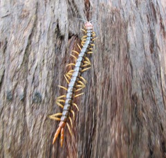 Cormocephalus westwoodi